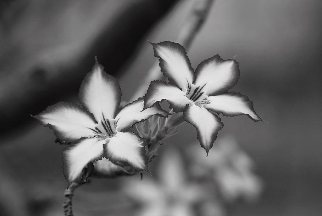 Impala Lily Villa Marloth Park Exterior photo